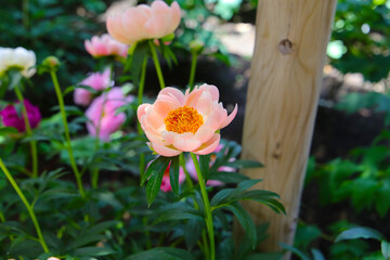 Beautiful flower of paeonia plant