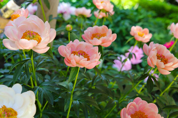 Beautiful flower of paeonia plant