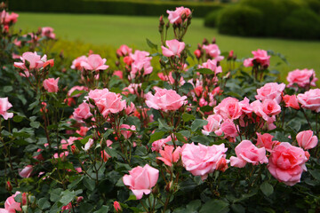 Beautiful pink roses in full bloom at the Japanese Rose Garden.