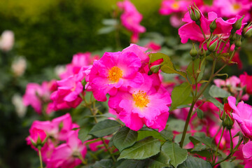 Beautiful roses in full bloom at the Japanese Rose Garden.