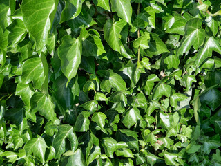 ivy plant background