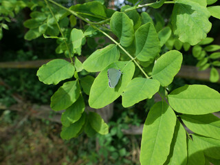 summer azure butterfly on acacia tree