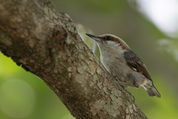 Brown headed nuthatch on branch