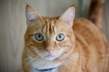 portrait of orange cat