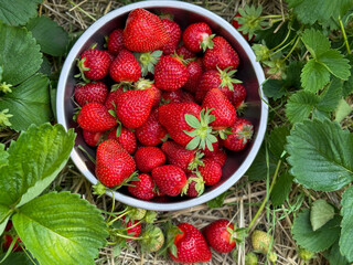 Freshly picked ripe strawberries in a metal bowl with a green strawberry field garden background. A vibrant and healthy summer harvest concept