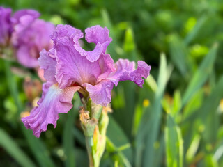 pink-purple iris flower close-up in a garden with green foliage in the background. Vibrant, elegant...