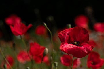 A field with blooming red poppies. The red flowers glow against a dark background in nature