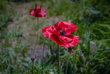 Red poppy blooming in the garden.