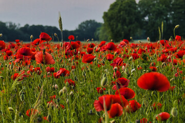 Mohn Ecology Beautiful Summer Day Red Poppy Field Flowers Poppies Blossom Wildflower Wild	