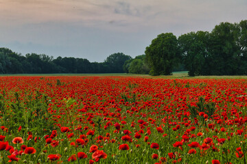 Mohn Ecology Beautiful Summer Day Red Poppy Field Flowers Poppies Blossom Wildflower Wild	