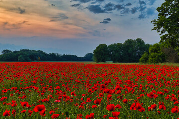 Mohn Ecology Beautiful Summer Day Red Poppy Field Flowers Poppies Blossom Wildflower Wild	
