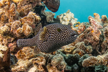 Pufferfish, French Polynesia