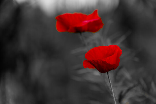 Selective focus of red poppies flowers in the grass feilds with black and white toned, Poppy is a flowering plant in the subfamily Papaveroideae of the family Papaveraceae, Natural floral background.