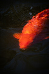 Japanese vibrantly colored carp swim