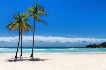 Sunny white sand beach with coconut palm and turquoise sea. Summer vacation and tropical beach concept.	