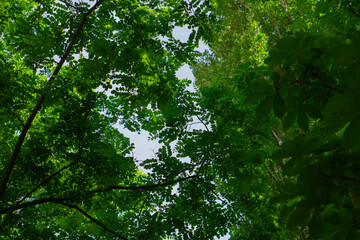 green forest in the morning