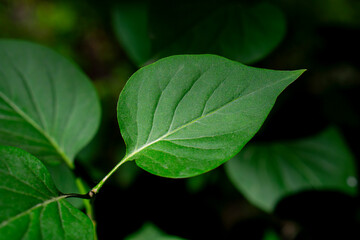 close up of green leaf