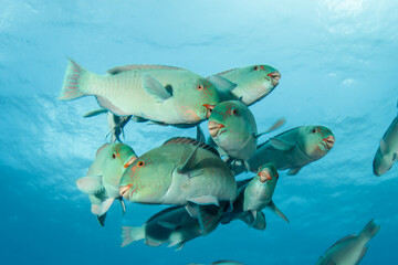 Parrotfish, French Polynesia