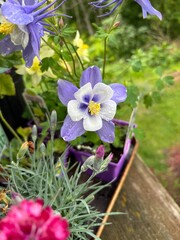 flowers in the garden