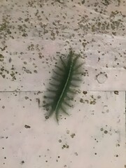 Green Furry Caterpillar on Concrete Wall – Close-Up Nature Photo