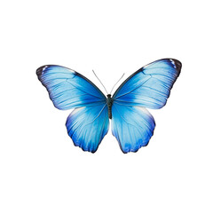Fototapeta premium Beautiful cute blue butterfly. butterfly on transparent background. insect. design element