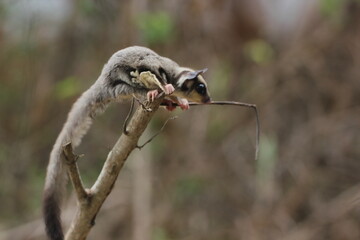 sugar glider, squirrel, flying squirrel, photo of a sugar glider on a tree