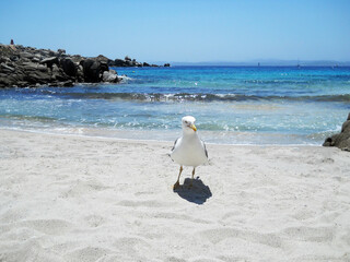 Seagull on a beautiful beach. Sea view in French Island near Bonifacio. Beautiful clear sea. Fantastic view. Beach view. Lavezzi, France.