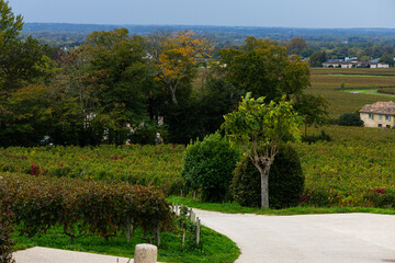 Vineyard in Bordeaux France