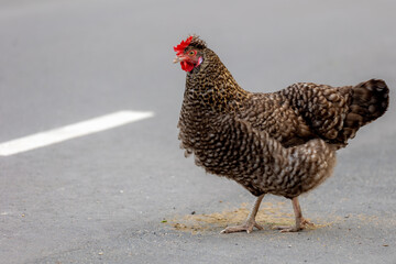 Selective focus of chicken walking on street, The North Holland Blue (Dutch: Noord-Hollandse Blauwe, Hoen) A Dutch breed of domestic chicken originating in the province of North Holland, Netherlands.