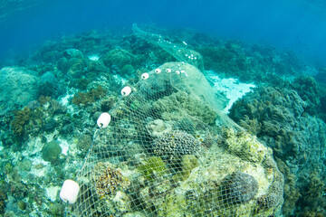 A long fishing net is draped over a coral reef in the Pantar Strait, near the island of Alor, Indonesia. Fishing has reduced the fish populations in many areas of the Coral Triangle.