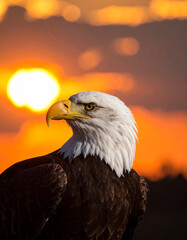 Fototapeta premium A silhouette of a bald eagle against a fiery sunset evokes American pride and the symbolism of freedom.