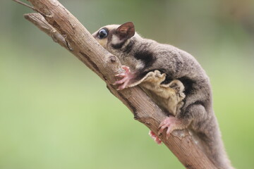 sugar glider, squirrel, flying squirrel, photo of a sugar glider on a tree