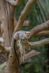 A silvery marmoset in a zoo.