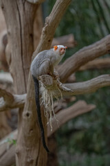 A silvery marmoset in a zoo.