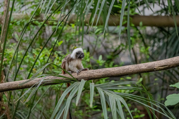 A Pinched Tamarin in a zoo.