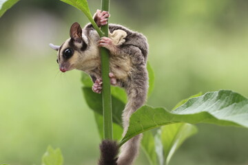 sugar glider, squirrel, flying squirrel, photo of a sugar glider on a tree