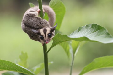 sugar glider, squirrel, flying squirrel, photo of a sugar glider on a tree
