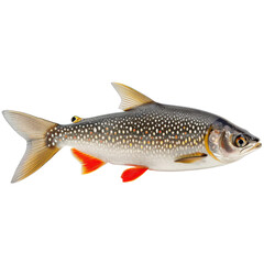Fototapeta premium Image features vibrant fish with sleek body, adorned with distinctive spots and colorful fins, showcasing its natural beauty in captivating manner