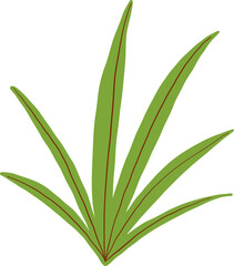 Spiky Grass Leaf With Radiating Blades Hand Drawn
