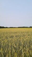 Paysage de champs de blé dans la vallée de Chevreuse (Île-de-France, France)
