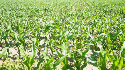 Naklejka premium Maize, corn is a tall stout grass that produces cereal grain. Sweet corn, also maize is an annual herbaceous cultivated plant, the only cultivated representative of the genus Corn Zea. Field in Serbia
