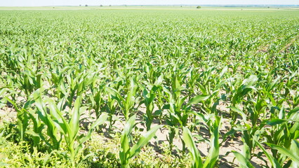 Maize, corn is a tall stout grass that produces cereal grain. Sweet corn, also maize is an annual herbaceous cultivated plant, the only cultivated representative of the genus Corn Zea. Field in Serbia