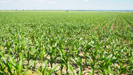 Maize, corn is a tall stout grass that produces cereal grain. Sweet corn, also maize is an annual...