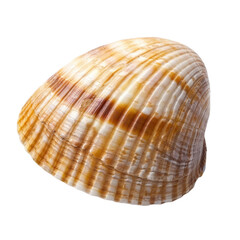 Fototapeta premium Beautiful, smooth shell with striped pattern, showcasing natural colors of brown and cream. This shell represents ocean beauty and is perfect for decorative purposes or educational displays