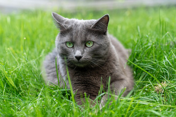 Beautiful gray cat with green eyes lying in lush green grass on a sunny day. Concept of pet care, feline relaxation, and natural outdoor environment.