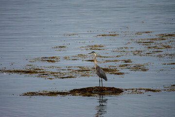 Great blue heron waiting for its prey in a swamp