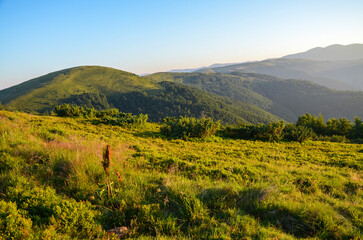 Misty mountains and forested hills during an early morning surrounded by serene greenery in nature.Carpathians, Ukraine