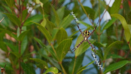 Spiders are waiting for prey in their nests