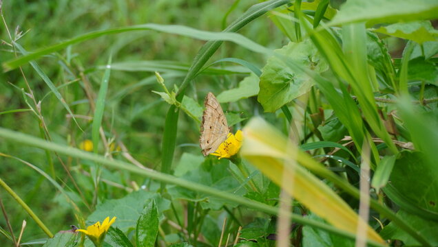 butterfly on a yellow flower