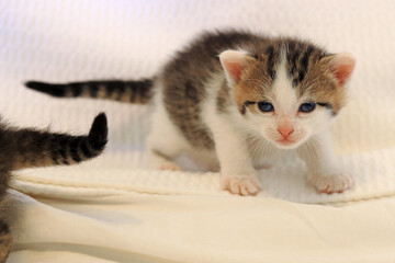 Eine kleine Babykatze mit blauen Augen und weiß-braunem Fell